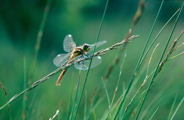 real fairy photos