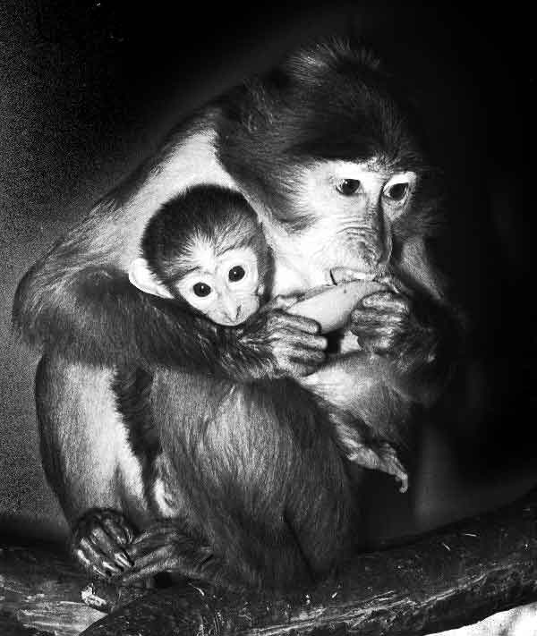 Monkey