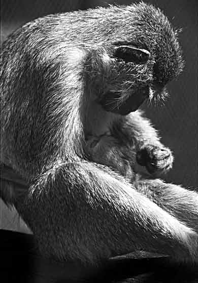 Monkey