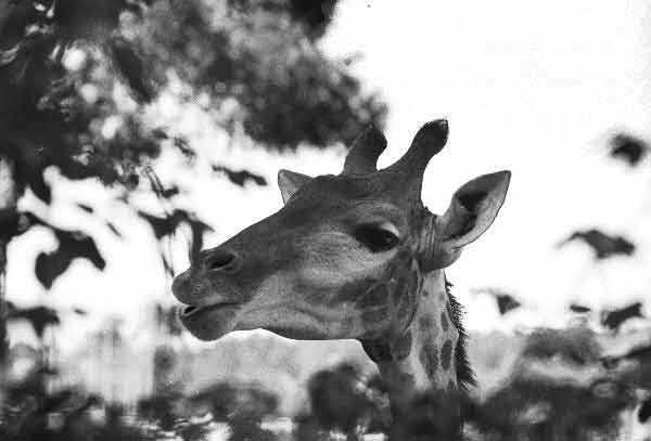 Giraffe